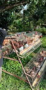 reban sangkar ayam