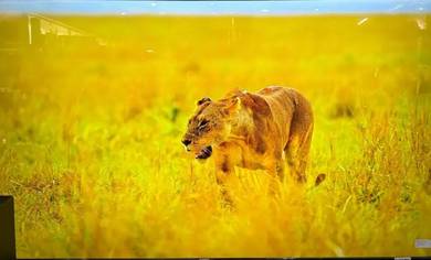 Sharp UHD 4K TV 65 inch