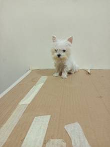 Schnauzer White (Tiny)