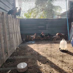 Ayam Hutan dan Ayam Kampung