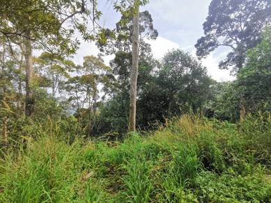 Agricultural Land in Balik Pulau, PNG
