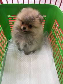 Darling Pomeranian Teddy Bear Dog Cute Fluffy Pupp