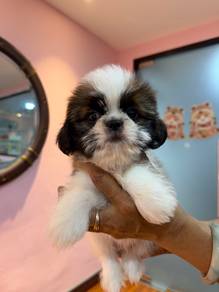 Shihtzu male 💙