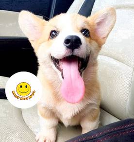 GLS_CA1911 honey welsh corgi pet dog