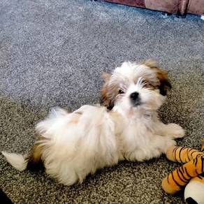U974 Charming Shih Tzu cute small long haired pupp