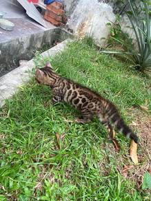 bengal pure