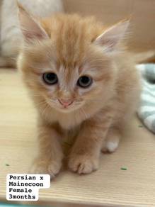 Persian mix