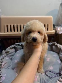 Maltipoo male