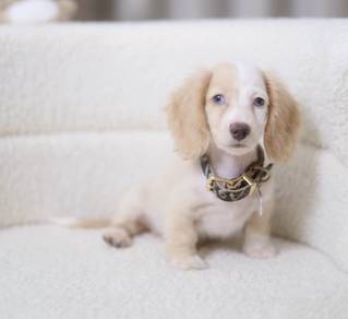 MINIATURE DACHSHUND Puppies VIP79🐻 Male Blue Eye