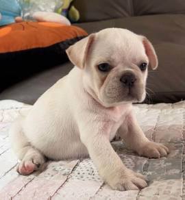 FRENCH BULLDOG PUPPIES 🌻VIP18 Female