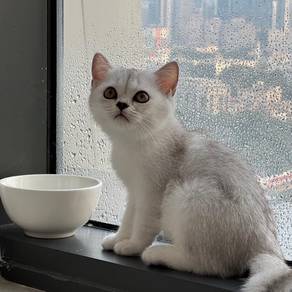 BSH Silver Shaded NS11 kitten available🐈