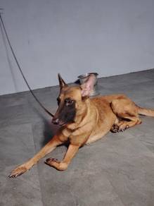 malinois female ready for stud service. 
