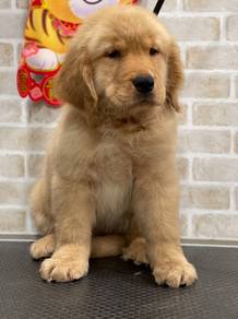 Golden retriever male female mka puppy