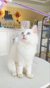 British Long Hair BLH NY1133 Female