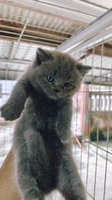 Bsh kitten