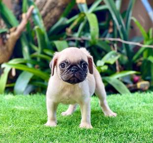 pug puppy&
