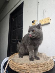 Scf For Adoption Free