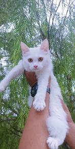 Mainecoon Big Breed Fluffy Cat Kitten 