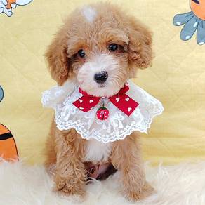 Maltipoo
