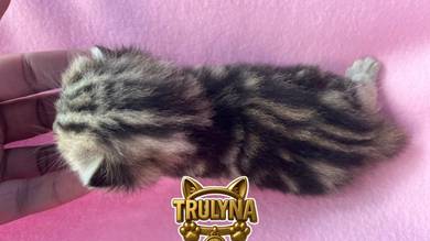 kucing GOLDEN MARBLE British short hair KITTEN BSH