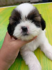 Shih Tzu 