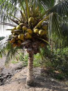 Benih kelapa sgg asli/pandan TUA