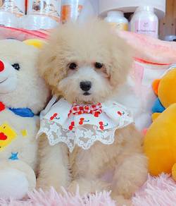 Poodle