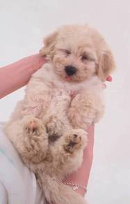 ji Adorable Maltipoo Puppy