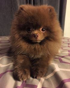 T4626 Alluring Pomeranian looks melt your hear pup