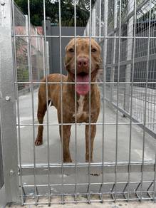 Pitbull