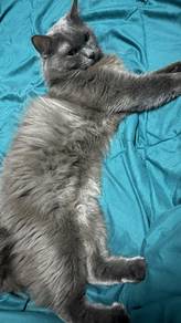 Cat Mating