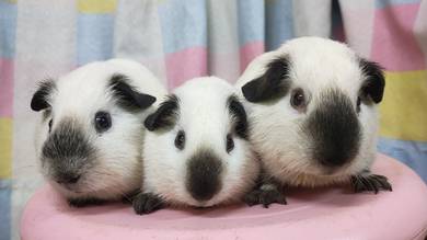 California Guinea Pig