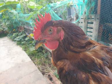 Kapten Ayam Jantan