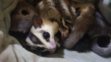Sugar gliders for sale (female & male)