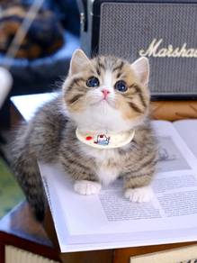 Cute Munchkin kitten male
