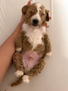Giant Poodle Male Puppy No.4