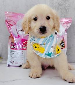 Golden Retriever