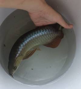 13in power blue mgbb arowana