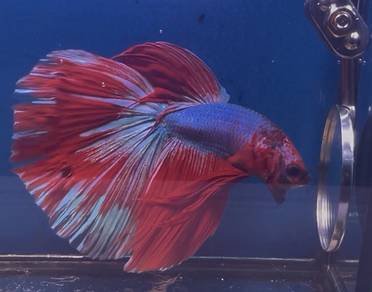 betta fish