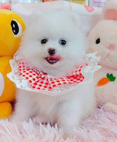 Pomeranian