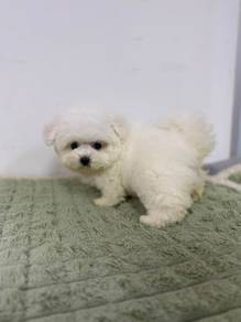 Bichon Frise