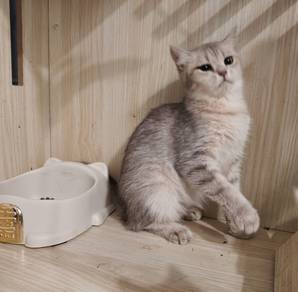 Bsh Golden Blue