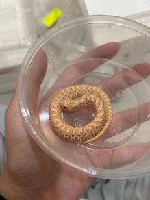 hognose snake