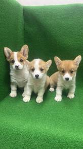 Pure Breed Corgi (1M2F) 