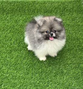 POMERANIAN PUPPIES VIP28 🌻 Available Boy-Girl