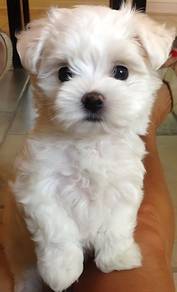 Furry Bichon Poochon White Fluffy Cotton Ball Dog