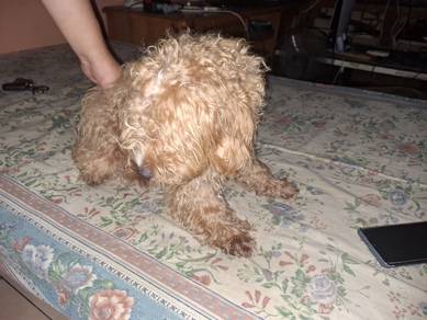 miniature poodle 