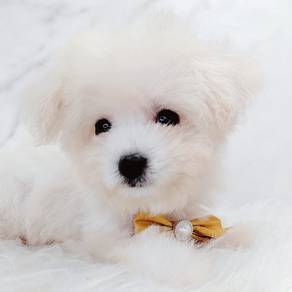 Poochon