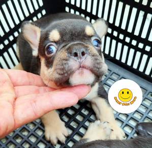 GQQ6100 French Bulldog black tan color puppy