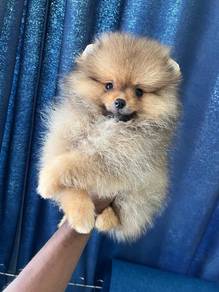 Pomeranian.